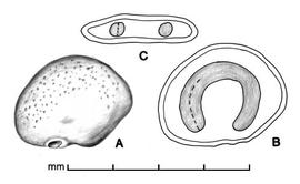   Seed, embryo:   Lycium ferocissimum ,  A, Seed; B, longitudinal section of seed showing embryo; C, transection of seed; Illustration by L.E. Chandler
